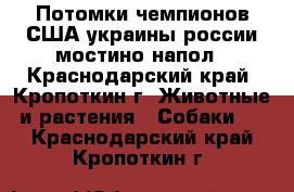 Потомки чемпионов США.украины.россии мостино напол - Краснодарский край, Кропоткин г. Животные и растения » Собаки   . Краснодарский край,Кропоткин г.
